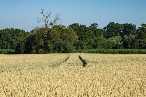 Panoramic landscape of crop field during growth period Stockfoto's