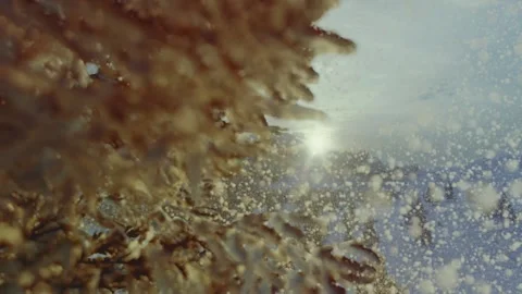 Panoramic landscape with evergreen pine trees covered with fresh fallen snow Stock Footage 170655315