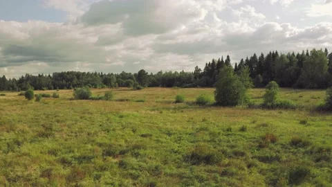 Panoramic landscape with a field and forest overgrown with bushes Stock Footage 159868506