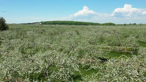 Panoramic landscape of a field with hundreds of appel trees in bloom Video stock 164934691