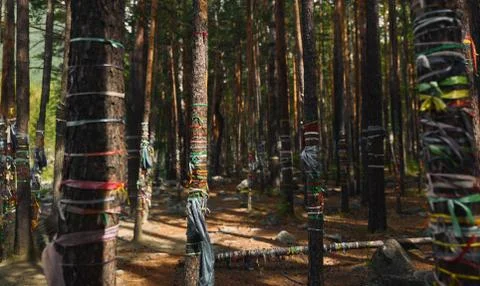 Panoramic landscape in the forest. the concept of unity with the nature of me 스톡 사진