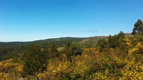 Panoramic landscape of the mountain with trees and flowers. Panning of the trees Stock-Footage 154391808