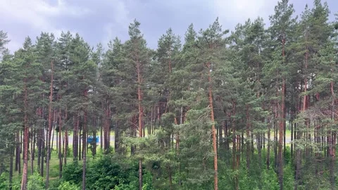 Panoramic landscape of pine forest under cloudy sky Stock Footage 336545052