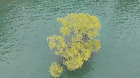 Panoramic Landscape of sunset Wanaka Tree , New Zealand Stock Footage 138664343