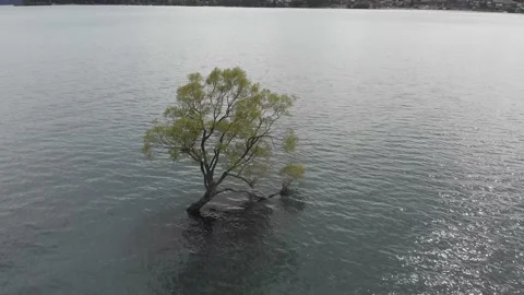 Panoramic Landscape of sunset Wanaka Tree , New Zealand Stockbeeldmateriaal 138664360