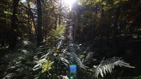 Panoramic into the leaves - Tree ferns Stock Footage 165801292