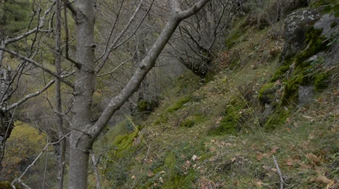 Panoramic to the left for the forest Stock Footage 36026946