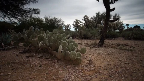 Panoramic Low-angle Hyperlapse in desert with cactus Stock Footage 102385385