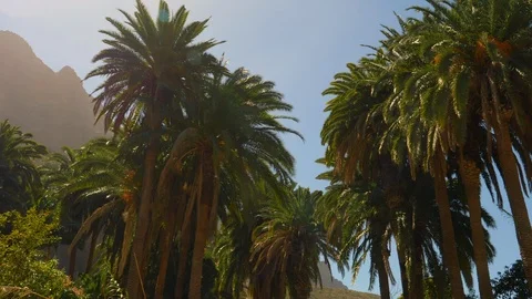 A Panoramic Low Angled View of Palm Trees and Mountain Silhouettes 스톡 동영상 116560484