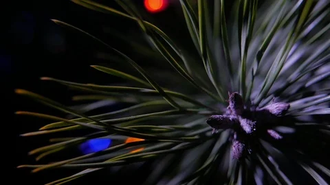 Panoramic marco view of Christmas tree branch at night 库存影片 101063813