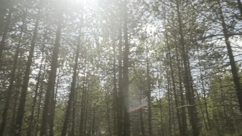 Panoramic from the middle of a tall green pine forest with sunlight on a sunn Stock Footage 137639386