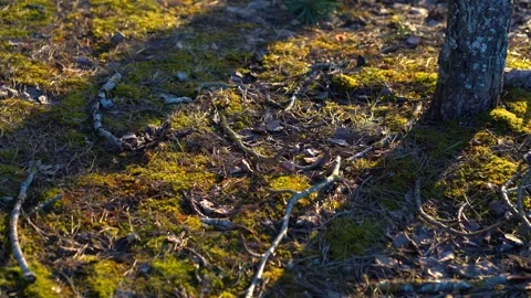Panoramic mossy forest floor texture with dry branches, fallen needles 库存影片 330931856
