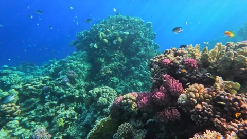 Panoramic motion above coral reef slope in deep blue water with small reef fish Vídeo Stock 325943068