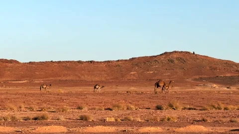 Panoramic motion shot of herd wild camels walking and grazing in open desert 스톡 동영상 327434298