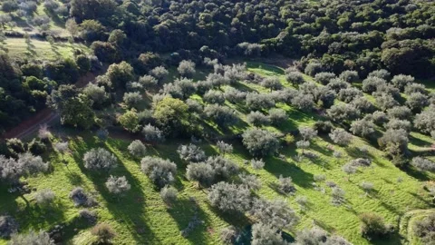 Panoramic mountain olive grove during traditional harvest season Stock Footage 343998065