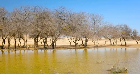 Panoramic move over rain water accumulated in desert 스톡 동영상 117819704