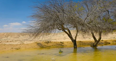 Panoramic move from over rain water accumulated in the desert 스톡 동영상 124868342
