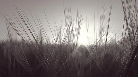 Panoramic move in a wheat field - sunbeam through wheat ears - Black and White Stock Footage 50411130