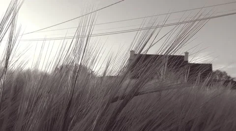 Panoramic move in a wheat field - a sunbeam through wheat ears - Black and White Stock Footage 50411131