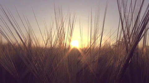 Panoramic move in a wheat field with a sunbeam through wheat ears - film color Stock Footage 50411132