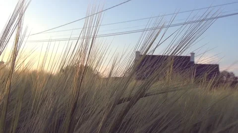 Panoramic move in a wheat field with a sunbeam through wheat ears - film color Stock Footage 50411133