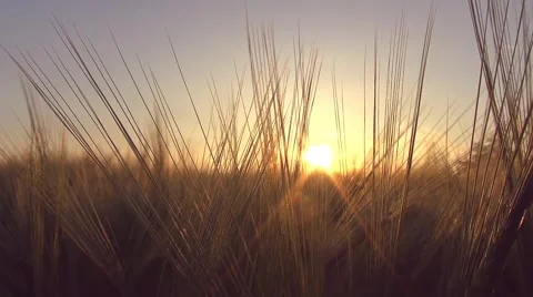 Panoramic move in a wheat field with a sunbeam through wheat ears - blue sky Stock Footage 50411136