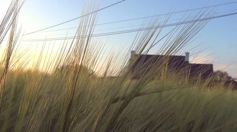Panoramic move in a wheat field with a sunbeam through wheat ears - colorful Stock Footage 50411137