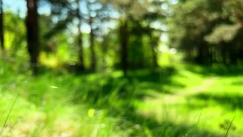 Panoramic movement. Abstract green bokeh. Nature background blurred. Amazing sun Stockbeeldmateriaal 130464288