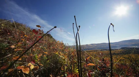 Panoramic movement along the grass Stock Footage 33806223