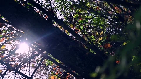 Panoramic moving shot of forest wild in autumn time Stock Footage 170573393