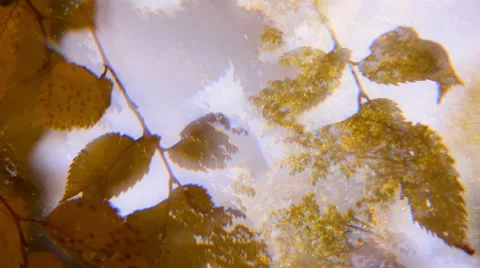 Panoramic nature background with lime tree yellow leaves on woodland background. 库存影片 54517565