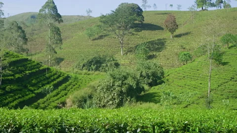 Panoramic nature view on green tea plantation asian country in mountains hills. Stock Footage 244284214