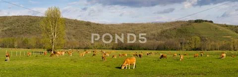 Panoramic or brown cows Stock Photos