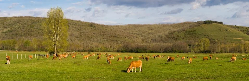 Panoramic  or brown cows Stock-Fotos