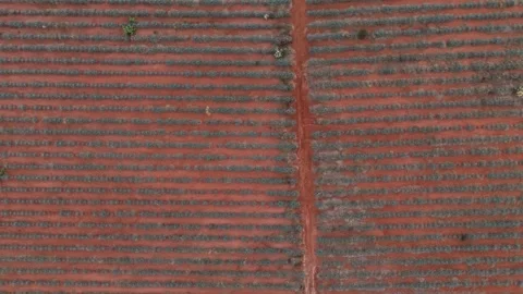 Panoramic overhead view of blue agave plantation for tequila Video stock 303388648