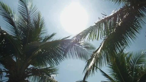 A Panoramic of palm trees with a blue sky at the background and swimming pool Stock-Footage 92679366