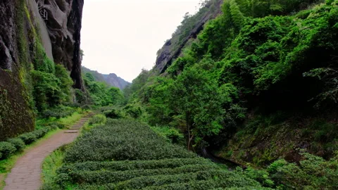 Panoramic pan of green Da Hong Pao valley landscape, Wuyishan, China Video stock 286887989
