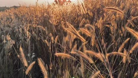 Panoramic pan view of wheat field swaying in the hills under golden hour sky. Stock Footage 148315566