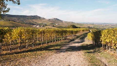 Panoramic path among Langhe vineyards in autumn 库存影片 142689140