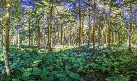 Panoramic picture of a natural dense German forest in summer with lots of g.. Stock Photos