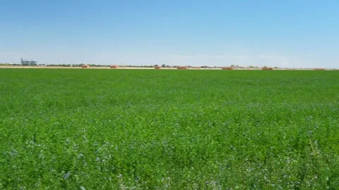 Panoramic of Plantation Stock Footage 245046342