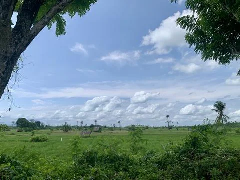 Panoramic Rice Fields and Tropical Countryside in Banten Indonesia Stock Photos