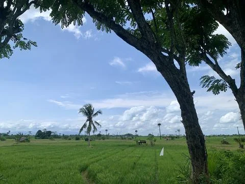 Panoramic Rice Fields and Tropical Countryside in Banten Indonesia Stock Photos