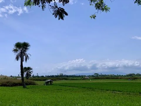 Panoramic Rice Fields and Tropical Countryside in Banten Indonesia Stock Photos