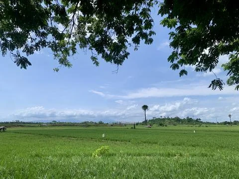 Panoramic Rice Fields and Tropical Countryside in Banten Indonesia Stock Photos