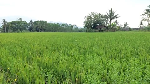 Panoramic Rice Paddy Fields in Nature" Stock Footage 243779368