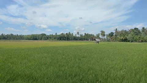 Panoramic Rice Paddy Landscape Stock Footage 339516361