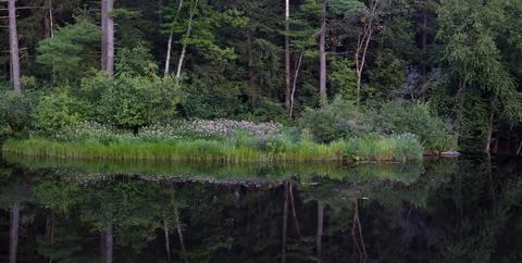 Panoramic  river forest flowers reflections water peaceful environment landscape Foto stock