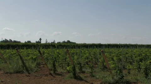 Panoramic of rows of grape vines Video stock 12715824