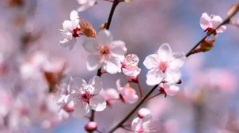 Panoramic scene of blooming pink cherry tree on blue sky shaking in the wind. Видео 52851156